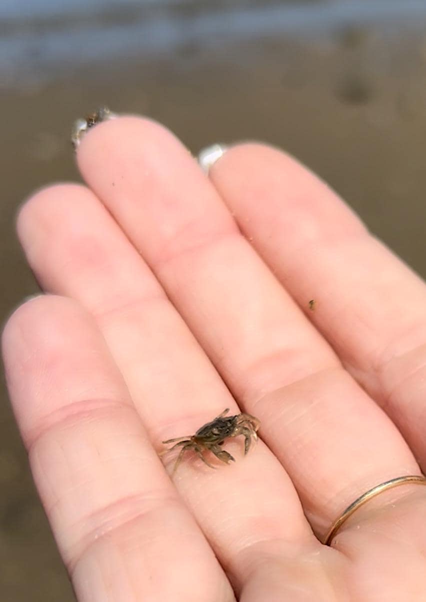 tiny animals, cute animal pics, small animals, adorable pets