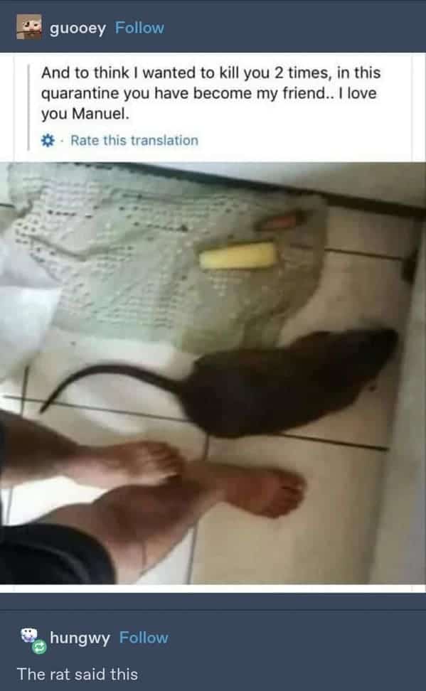 tumblr memes, funny tumblr posts, dark humor memes, tumblr humor, tumblr jokes, tumblr sarcasm, bleak humor memes, morbid humor memes, edgy memes, daring memes, boundary-pushing memes, sarcastic memes, cynical memes, snarky memes