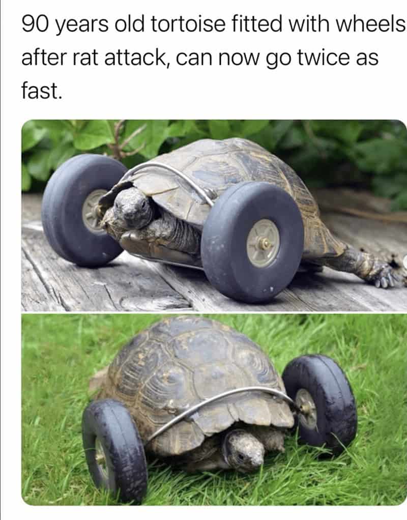 turtle memes, tortoise memes, shell memes, funny turtle pics, turtle jokes, turtle humor, slow memes, animal memes, pet memes, wildlife memes, cute memes