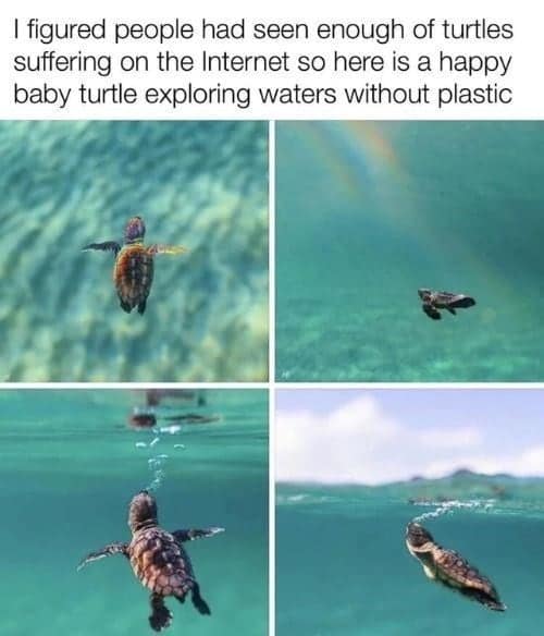 turtle memes, tortoise memes, shell memes, funny turtle pics, turtle jokes, turtle humor, slow memes, animal memes, pet memes, wildlife memes, cute memes