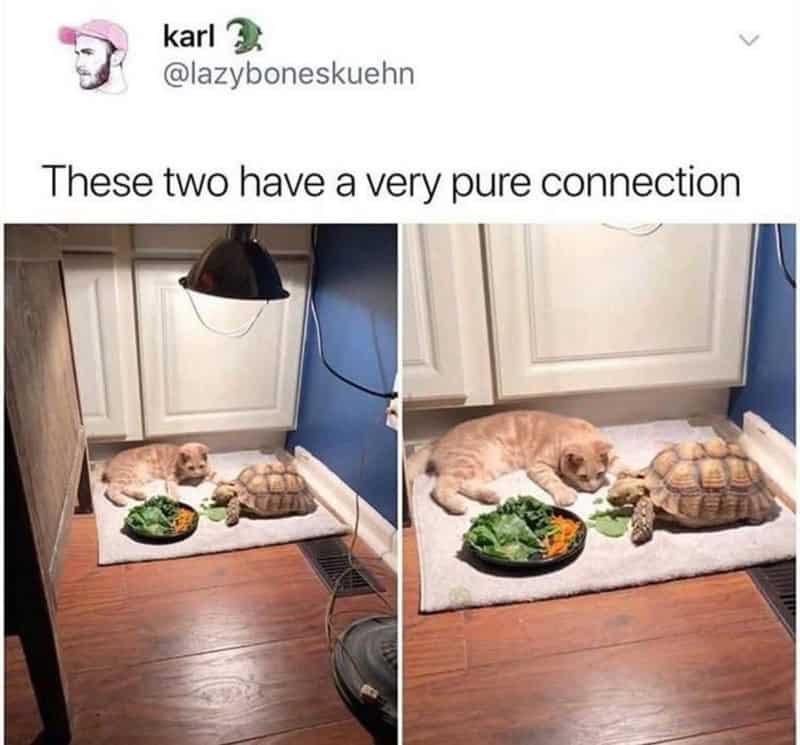 turtle memes, tortoise memes, shell memes, funny turtle pics, turtle jokes, turtle humor, slow memes, animal memes, pet memes, wildlife memes, cute memes