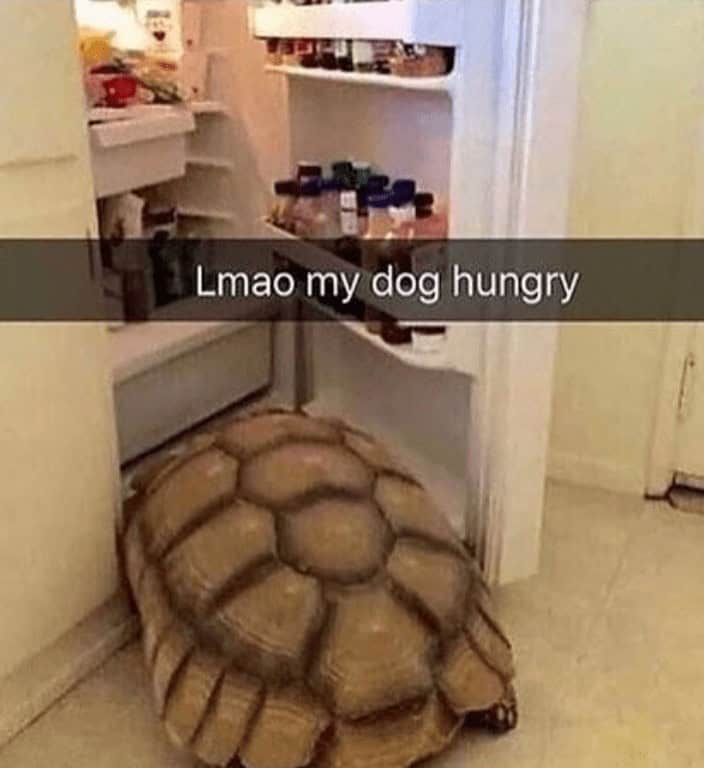 turtle memes, tortoise memes, shell memes, funny turtle pics, turtle jokes, turtle humor, slow memes, animal memes, pet memes, wildlife memes, cute memes