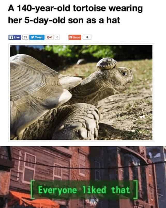 turtle memes, tortoise memes, shell memes, funny turtle pics, turtle jokes, turtle humor, slow memes, animal memes, pet memes, wildlife memes, cute memes