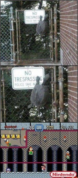 turtle memes, tortoise memes, shell memes, funny turtle pics, turtle jokes, turtle humor, slow memes, animal memes, pet memes, wildlife memes, cute memes