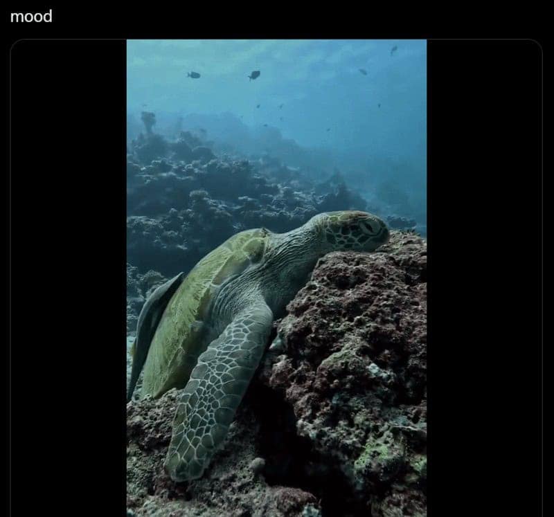 turtle memes, tortoise memes, shell memes, funny turtle pics, turtle jokes, turtle humor, slow memes, animal memes, pet memes, wildlife memes, cute memes