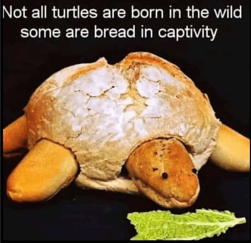 turtle memes, tortoise memes, shell memes, funny turtle pics, turtle jokes, turtle humor, slow memes, animal memes, pet memes, wildlife memes, cute memes