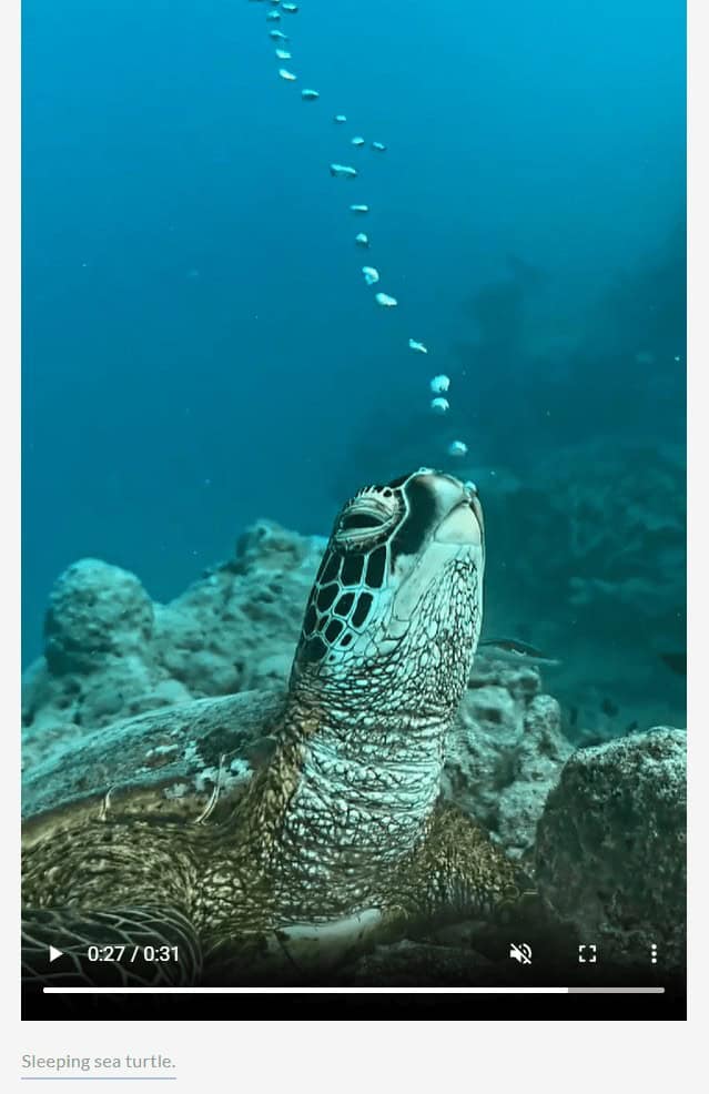 turtle memes, tortoise memes, shell memes, funny turtle pics, turtle jokes, turtle humor, slow memes, animal memes, pet memes, wildlife memes, cute memes