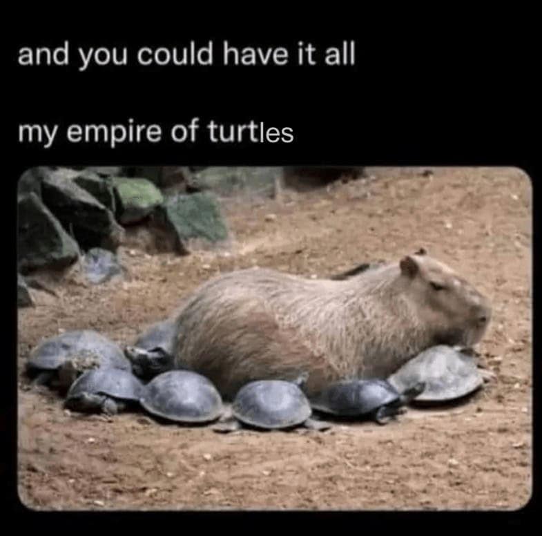turtle memes, tortoise memes, shell memes, funny turtle pics, turtle jokes, turtle humor, slow memes, animal memes, pet memes, wildlife memes, cute memes