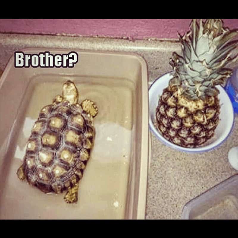 turtle memes, tortoise memes, shell memes, funny turtle pics, turtle jokes, turtle humor, slow memes, animal memes, pet memes, wildlife memes, cute memes