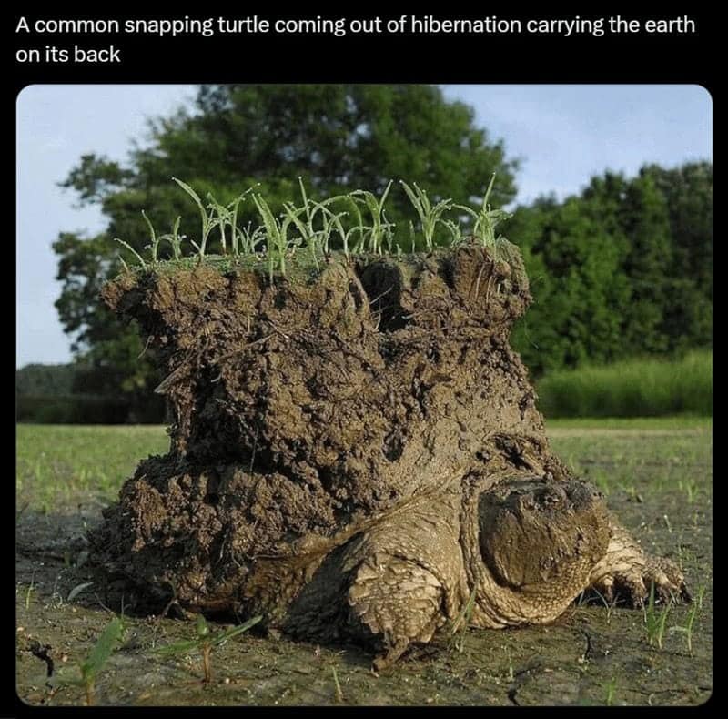 turtle memes, tortoise memes, shell memes, funny turtle pics, turtle jokes, turtle humor, slow memes, animal memes, pet memes, wildlife memes, cute memes