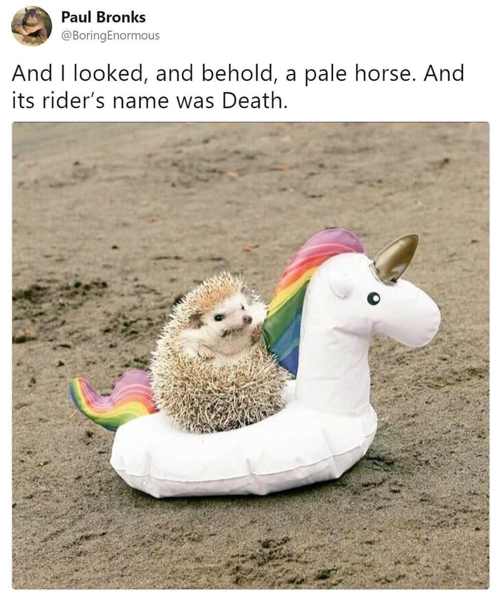 unicorn meme, unicorn memes, unicorn jokes, unicorn laughs, mythical horse meme, unicorn jokes, magical horse jokes, rainbow horse humor, unicorn quotes, unicorn sayings, horned horse quotes, funny unicorn, silly unicorn, comedic unicorn