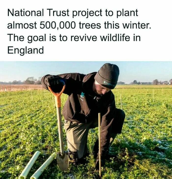 National Trust project to plant almost 500,000 trees this winter. The goal is to revive wildlife in England