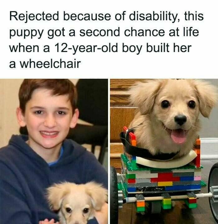 Rejected because of disability, this puppy got a second chance at life when a 12-year-old boy built her a wheelchair
