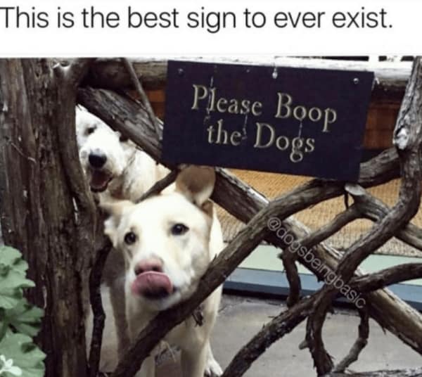 wholesome memes, heartwarming memes, uplifting memes, feel-good memes, positive memes, happy memes, good vibes memes, cheerful jokes, inspirational memes, supportive memes, kind memes, soft humor, sweet memes, comforting memes, nice memes, friendly laughs