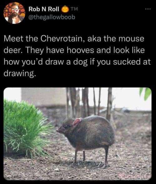 wholesome memes, heartwarming memes, uplifting memes, positive memes, feel-good memes, feel-good memes, cheerful memes, encouraging memes, mood-lifting memes, supportive memes