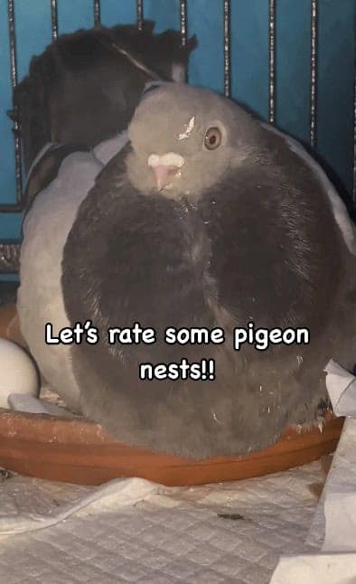 Let's rate some pigeon nests!!