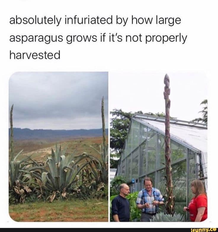 absolutely infuriated by how large asparagus grows if it's not properly harvested