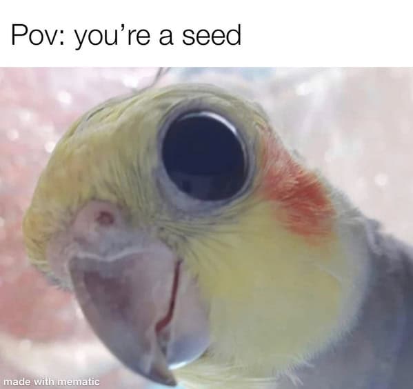 bird memes, birb, funny bird memes, birb memes, animal memes, avian memes, parrot memes, owl memes, penguin memes, pigeon memes, feathered humor, bird jokes, bird reaction memes, chirp memes, winged comedy, bird pics