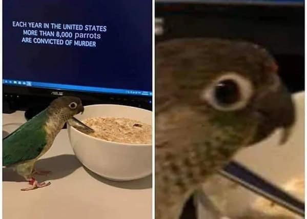 bird memes, birb, funny bird memes, birb memes, animal memes, avian memes, parrot memes, owl memes, penguin memes, pigeon memes, feathered humor, bird jokes, bird reaction memes, chirp memes, winged comedy, bird pics