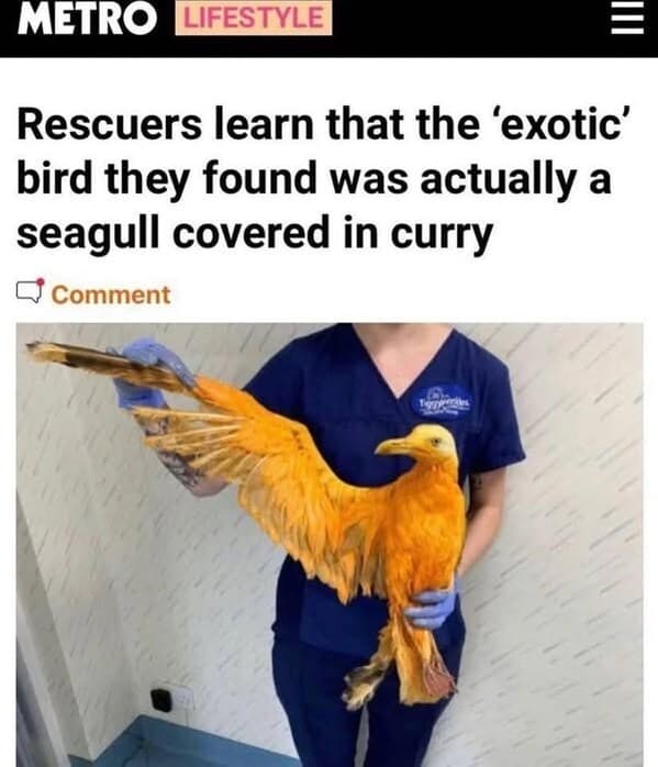 bird memes, birb, funny bird memes, birb memes, animal memes, avian memes, parrot memes, owl memes, penguin memes, pigeon memes, feathered humor, bird jokes, bird reaction memes, chirp memes, winged comedy, bird pics