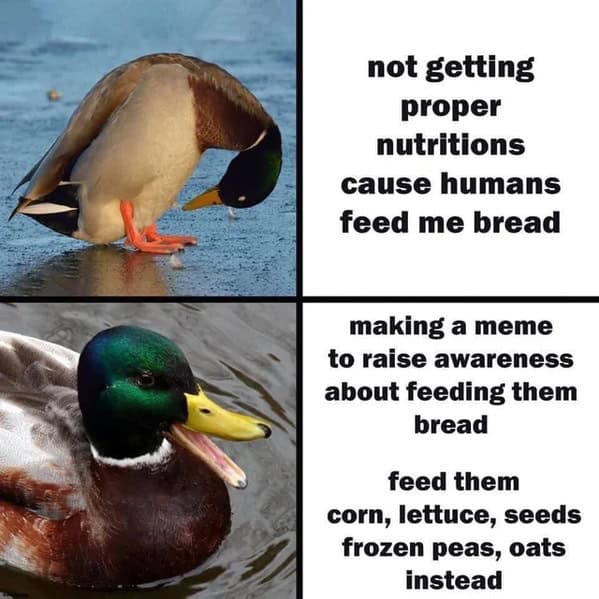 bird memes, birb, funny bird memes, birb memes, animal memes, avian memes, parrot memes, owl memes, penguin memes, pigeon memes, feathered humor, bird jokes, bird reaction memes, chirp memes, winged comedy, bird pics