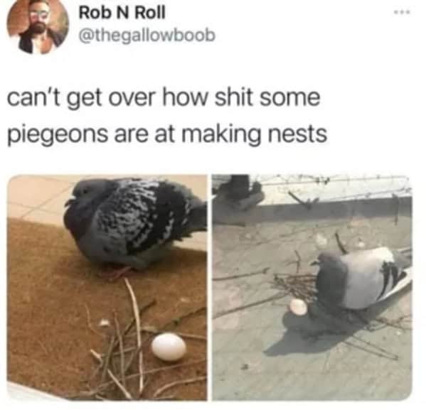 bird memes, birb, funny bird memes, birb memes, animal memes, avian memes, parrot memes, owl memes, penguin memes, pigeon memes, feathered humor, bird jokes, bird reaction memes, chirp memes, winged comedy, bird pics