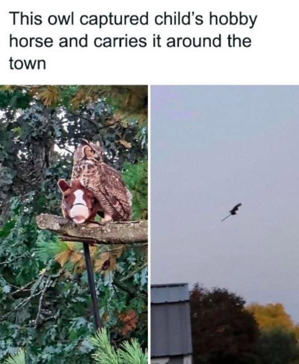 bird memes, birb, funny bird memes, birb memes, animal memes, avian memes, parrot memes, owl memes, penguin memes, pigeon memes, feathered humor, bird jokes, bird reaction memes, chirp memes, winged comedy, bird pics
