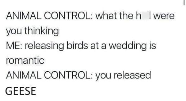 bird memes, birb, funny bird memes, birb memes, animal memes, avian memes, parrot memes, owl memes, penguin memes, pigeon memes, feathered humor, bird jokes, bird reaction memes, chirp memes, winged comedy, bird pics