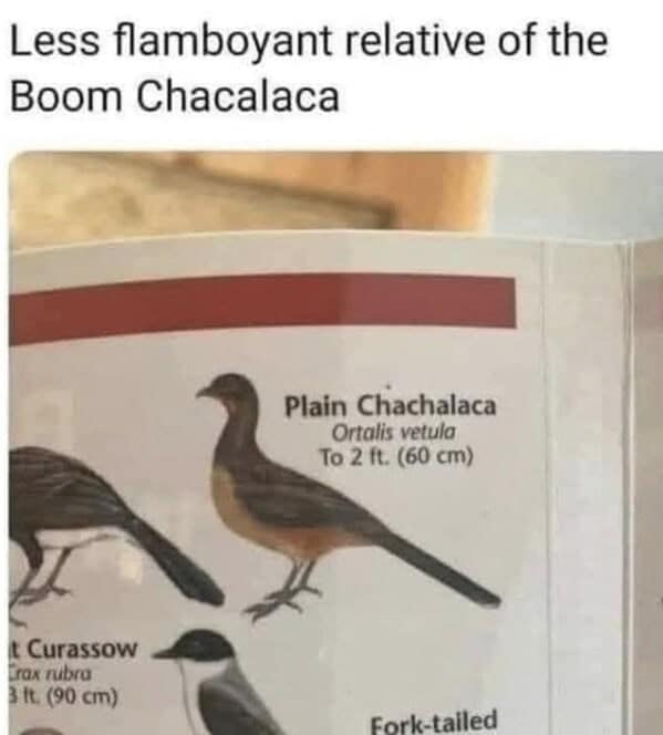 bird memes, birb, funny bird memes, birb memes, animal memes, avian memes, parrot memes, owl memes, penguin memes, pigeon memes, feathered humor, bird jokes, bird reaction memes, chirp memes, winged comedy, bird pics