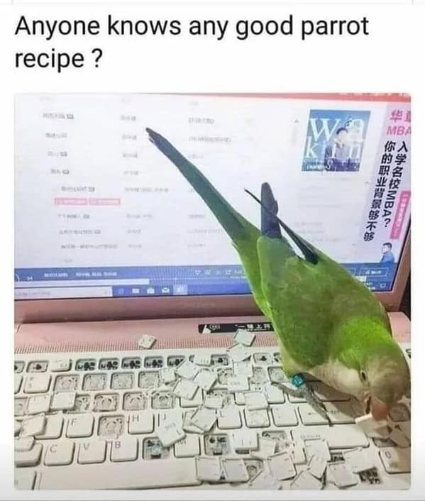 bird memes, birb, funny bird memes, birb memes, animal memes, avian memes, parrot memes, owl memes, penguin memes, pigeon memes, feathered humor, bird jokes, bird reaction memes, chirp memes, winged comedy, bird pics