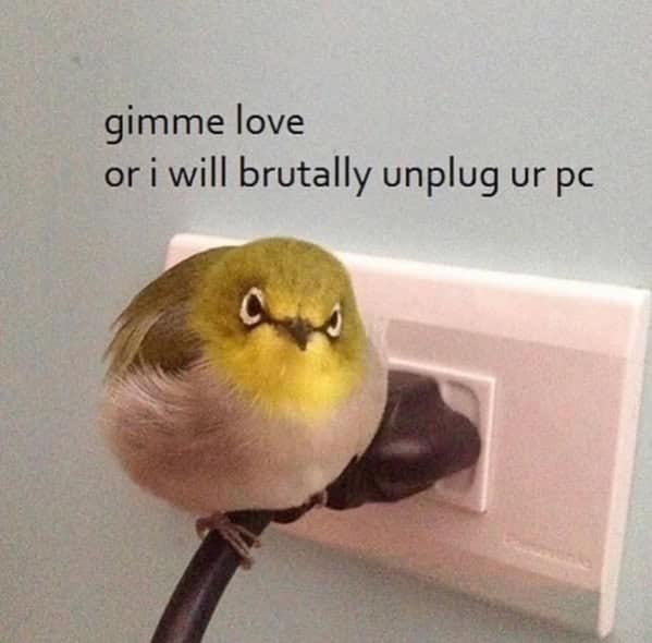 bird memes, birb, funny bird memes, birb memes, animal memes, avian memes, parrot memes, owl memes, penguin memes, pigeon memes, feathered humor, bird jokes, bird reaction memes, chirp memes, winged comedy, bird pics