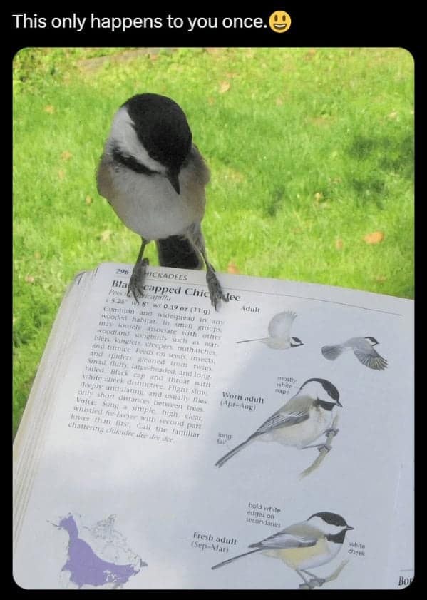 bird memes, birb, funny bird memes, birb memes, animal memes, avian memes, parrot memes, owl memes, penguin memes, pigeon memes, feathered humor, bird jokes, bird reaction memes, chirp memes, winged comedy, bird pics