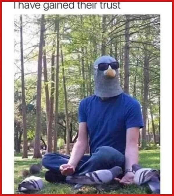 bird memes, birb, funny bird memes, birb memes, animal memes, avian memes, parrot memes, owl memes, penguin memes, pigeon memes, feathered humor, bird jokes, bird reaction memes, chirp memes, winged comedy, bird pics