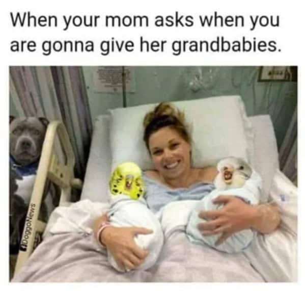 bird memes, birb, funny bird memes, birb memes, animal memes, avian memes, parrot memes, owl memes, penguin memes, pigeon memes, feathered humor, bird jokes, bird reaction memes, chirp memes, winged comedy, bird pics