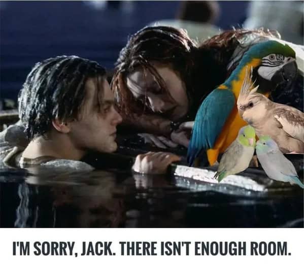 bird memes, birb, funny bird memes, birb memes, animal memes, avian memes, parrot memes, owl memes, penguin memes, pigeon memes, feathered humor, bird jokes, bird reaction memes, chirp memes, winged comedy, bird pics