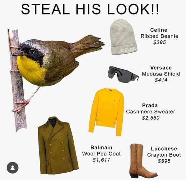 bird memes, birb, funny bird memes, birb memes, animal memes, avian memes, parrot memes, owl memes, penguin memes, pigeon memes, feathered humor, bird jokes, bird reaction memes, chirp memes, winged comedy, bird pics