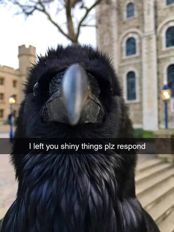 bird memes, birb, funny bird memes, birb memes, animal memes, avian memes, parrot memes, owl memes, penguin memes, pigeon memes, feathered humor, bird jokes, bird reaction memes, chirp memes, winged comedy, bird pics