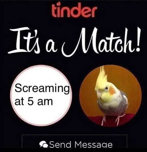bird memes, birb, funny bird memes, birb memes, animal memes, avian memes, parrot memes, owl memes, penguin memes, pigeon memes, feathered humor, bird jokes, bird reaction memes, chirp memes, winged comedy, bird pics