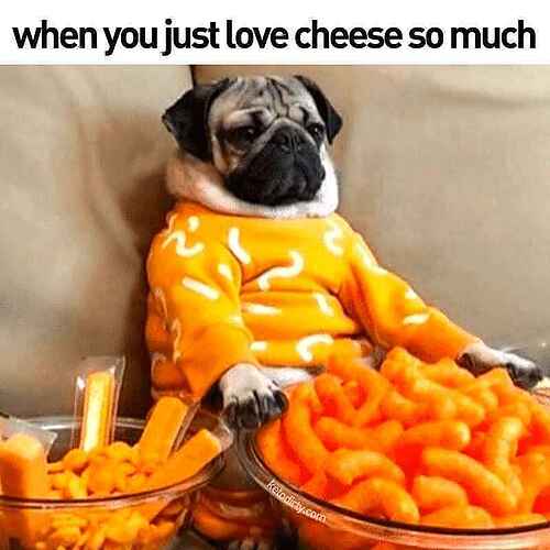 cheese meme, cheese memes, funny cheese memes, cheese jokes, cheese lovers, dairy memes, cheddar memes, mozzarella memes, brie memes, cheese humor, cheese puns, lactose memes, cheesy memes, gouda jokes, cheese lover memes, melted cheese memes, cheese addiction, cheese life, food memes, snack memes, cheese comedy