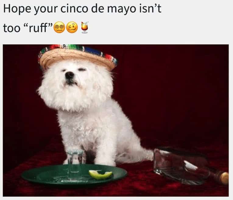 cinco de mayo memes, tequila memes, taco memes, Mexican memes, fiesta memes, margarita memes, salsa jokes, taco Tuesday memes, holiday memes, party memes