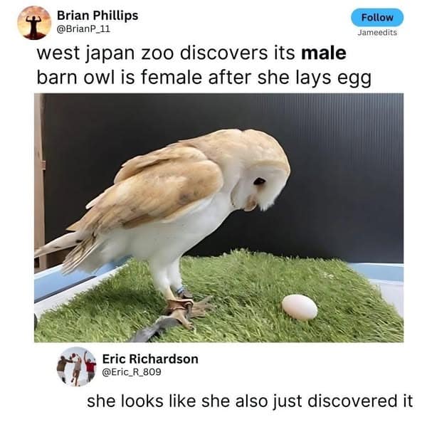 Brian Phillips @BrianP 11 west japan zoo discovers its male barn owl is female after she lays egg Follow Jameedits EricKshardson she looks like she also just discovered it