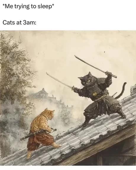 *Me trying to sleep* Cats at 3am: