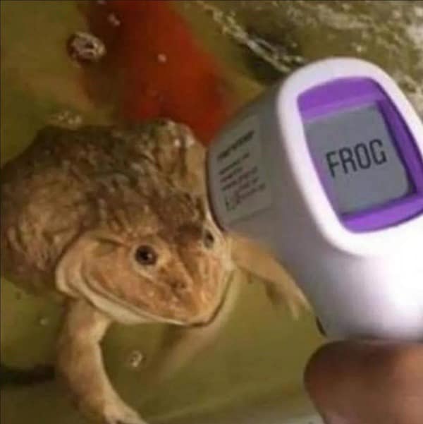 FROG temperature gun