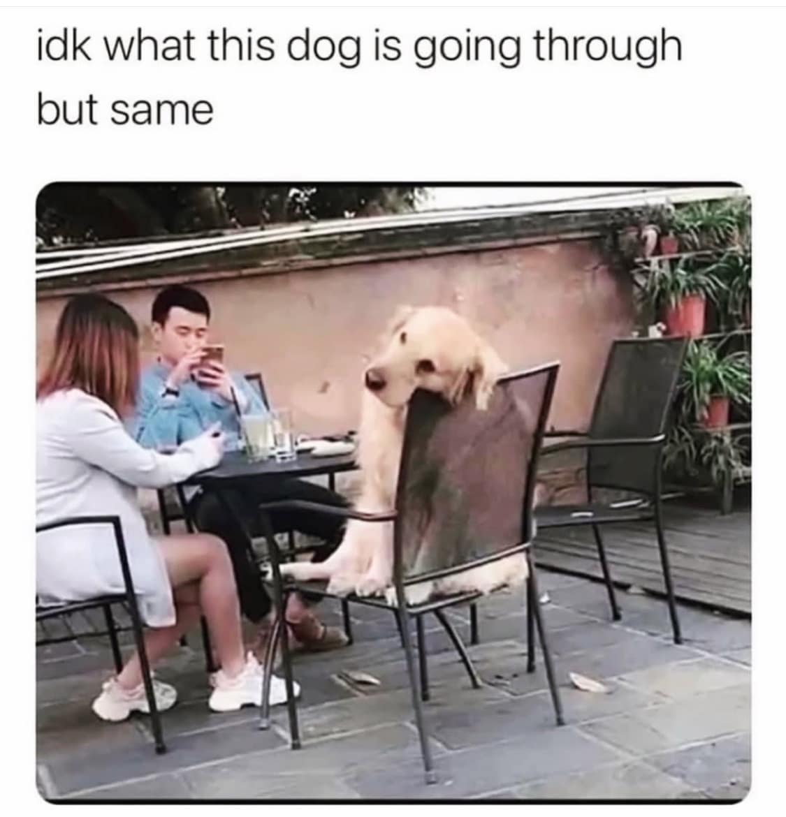 classic memes, vintage memes, viral tweets, internet memes, funny memes, evergreen memes, nostalgic memes, meme classics, timeless memes, old memes, throwback memes, best memes