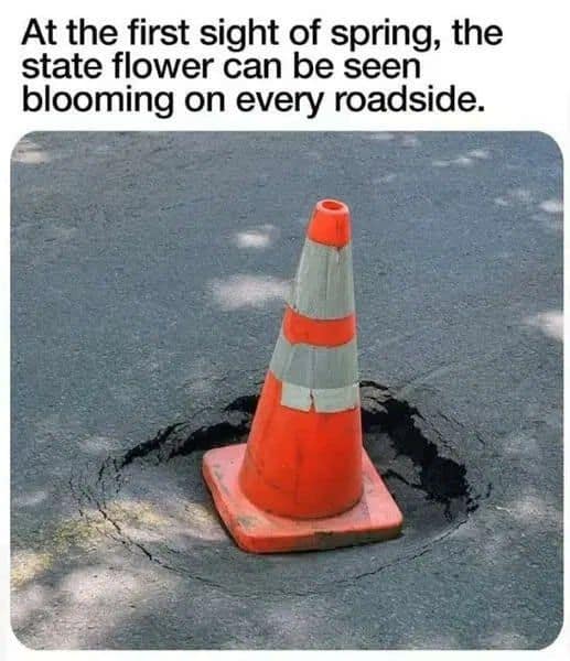 At the first sight of spring, the state flower can be seen blooming on every roadside.