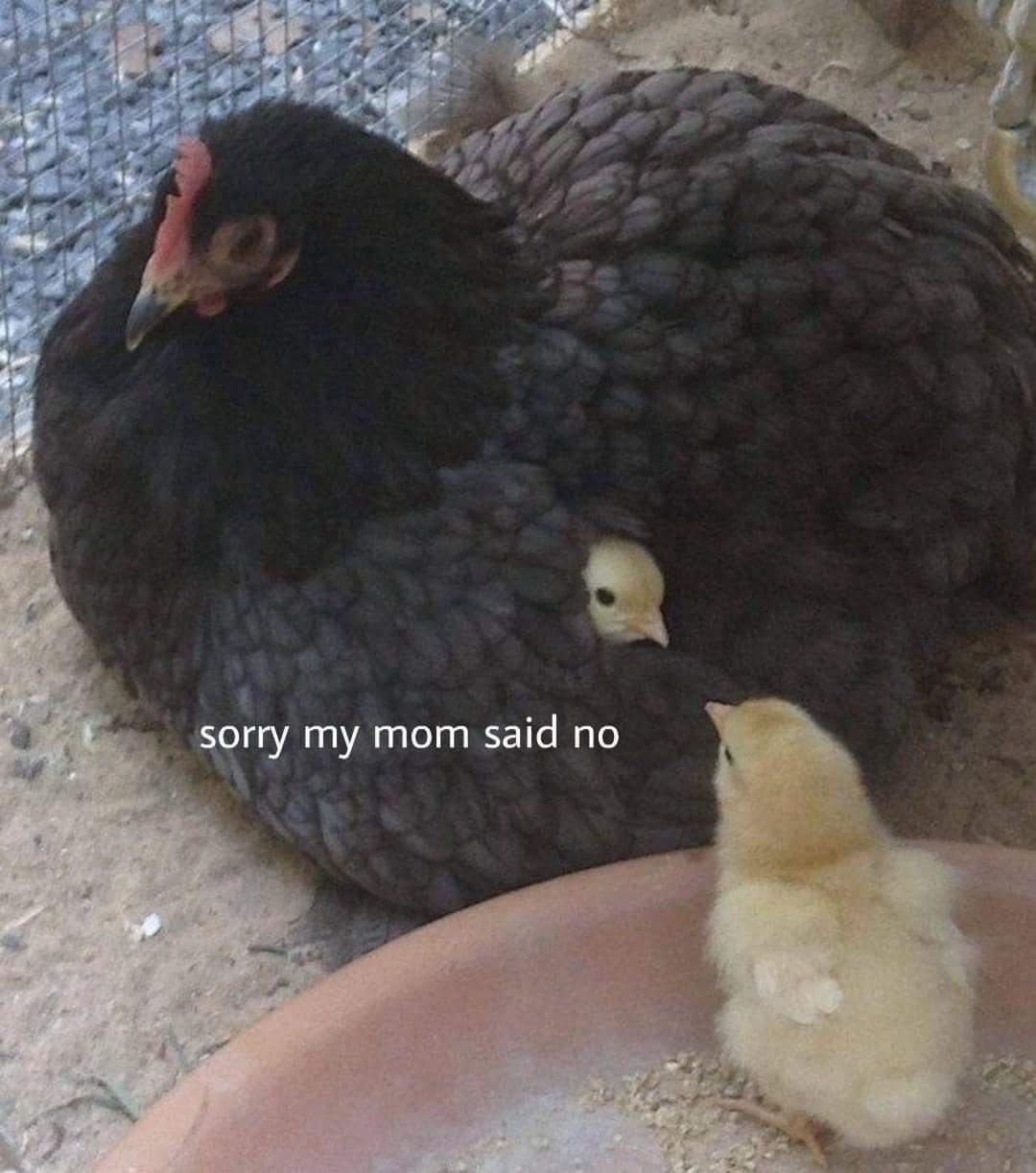 classic memes, vintage memes, viral tweets, retro memes, best memes, meme archive, timeless memes, internet classics, nostalgic memes, throwback memes, meme collection, evergreen memes, online nostalgia, meme history, legendary memes, old memes, meme revival, retro internet humor, digital nostalgia, meme throwbacks, viral classics