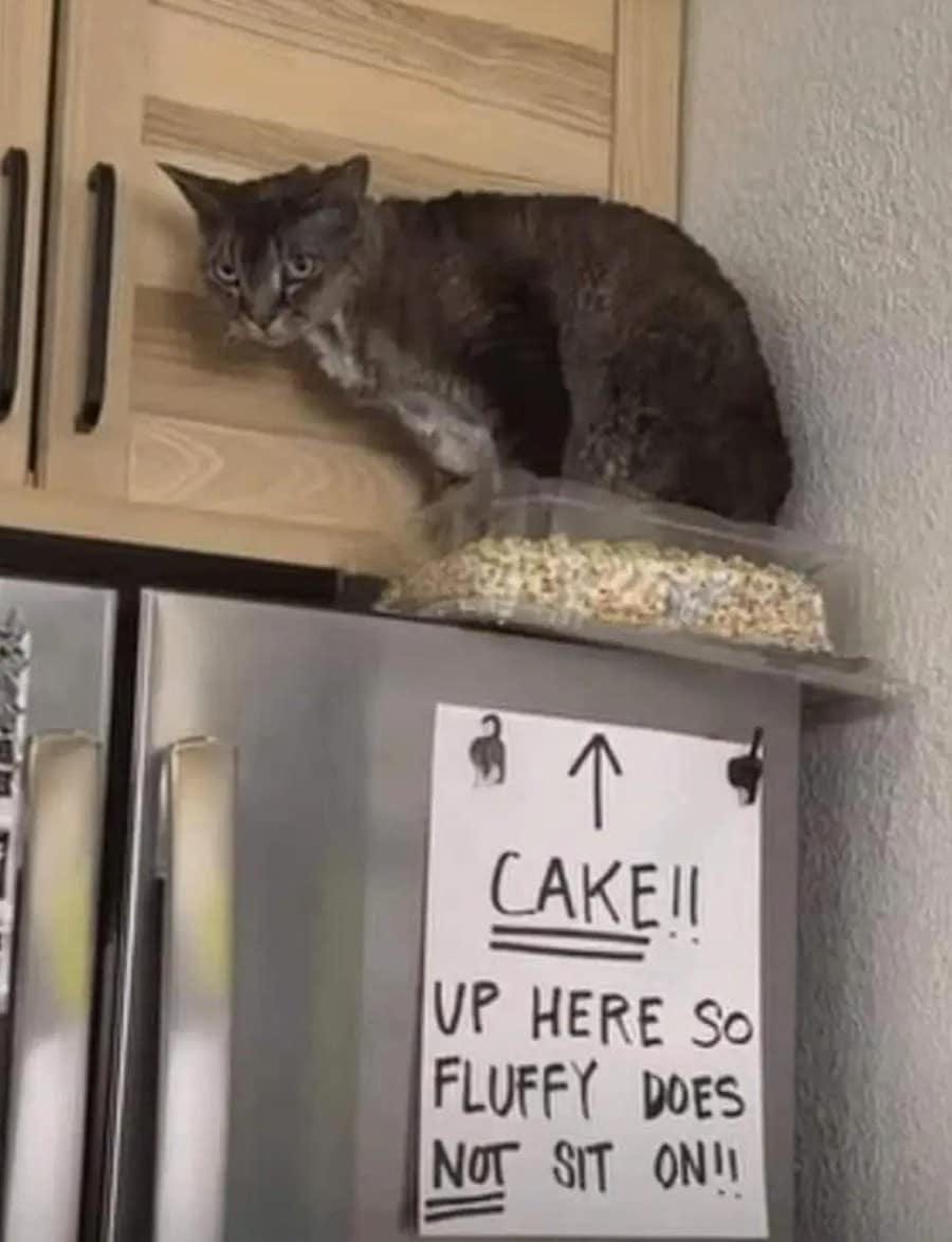 CAKElI UP HERE SO FLUFFY DOES NOT SIT ON!