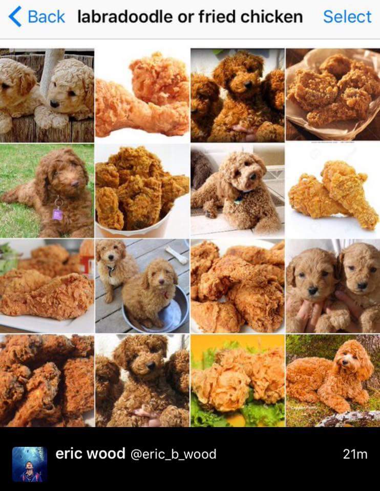 (Back labradoodle or fried chicken Select eric wood @eric_b_wood 21m