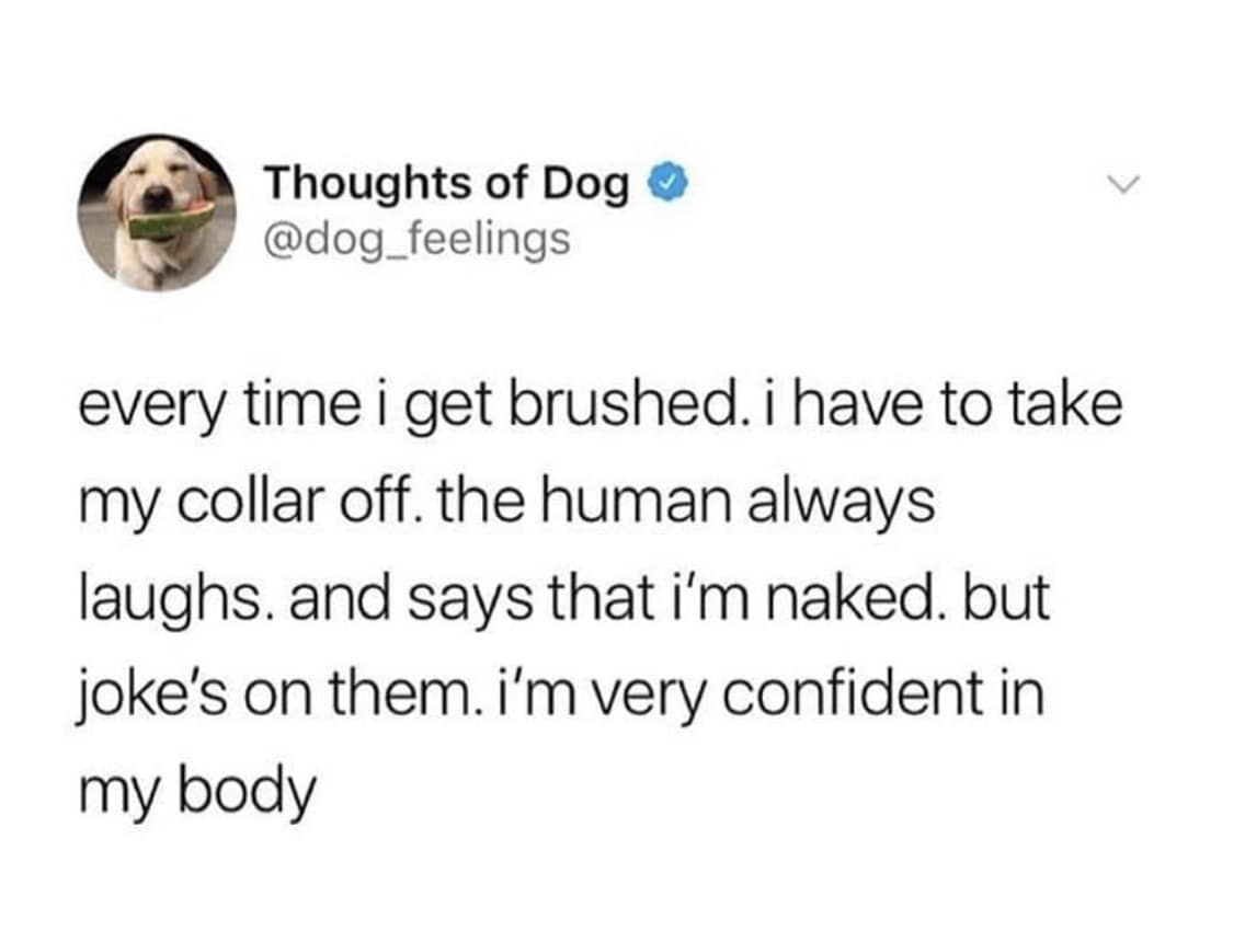Thoughts of Dog © @dog_feelings every time i get brushed. i have to take my collar off. the human always laughs. and says that i'm naked. but joke's on them. i'm very confident in my body
