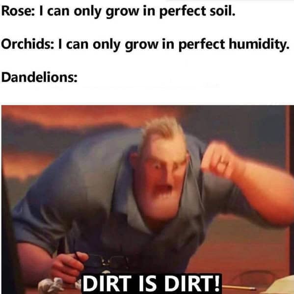 Rose: I can only grow in perfect soil. Orchids: I can only grow in perfect humidity. Dandelions: DIRT IS DIRT!